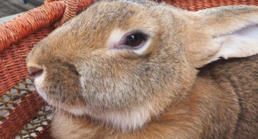 Délka březosti u králíků